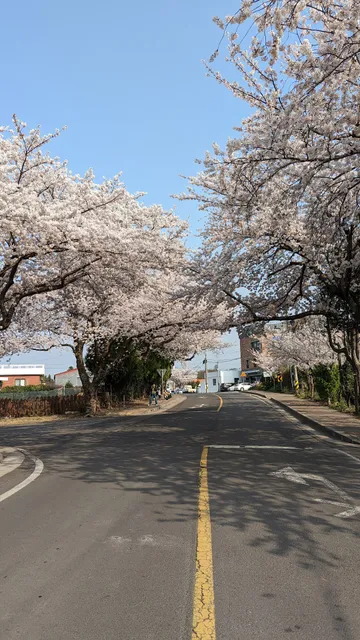 Cherry blossom tunnel