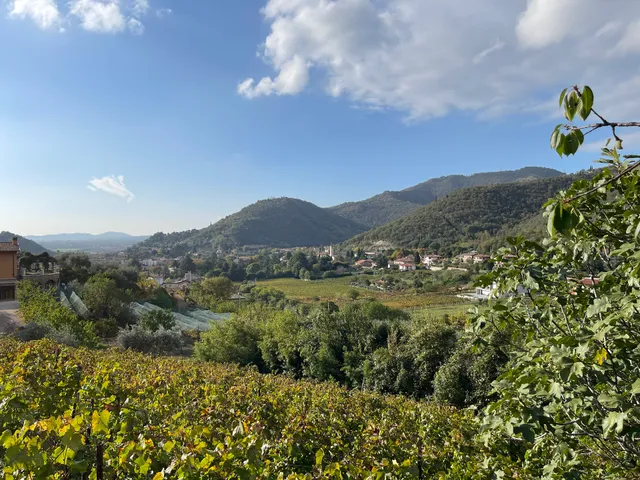 Azienda Agricola Colline della Stella