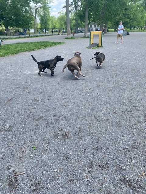 Wegman's Good Dog Park