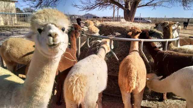 Windrush Alpacas