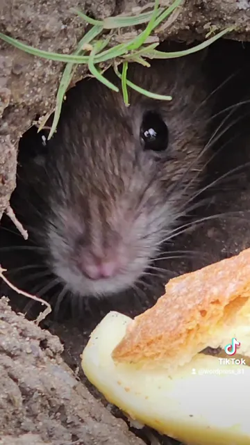Roi Cordon Bleu Zürich