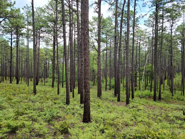 Weymouth Woods - Sandhills Nature Preserve