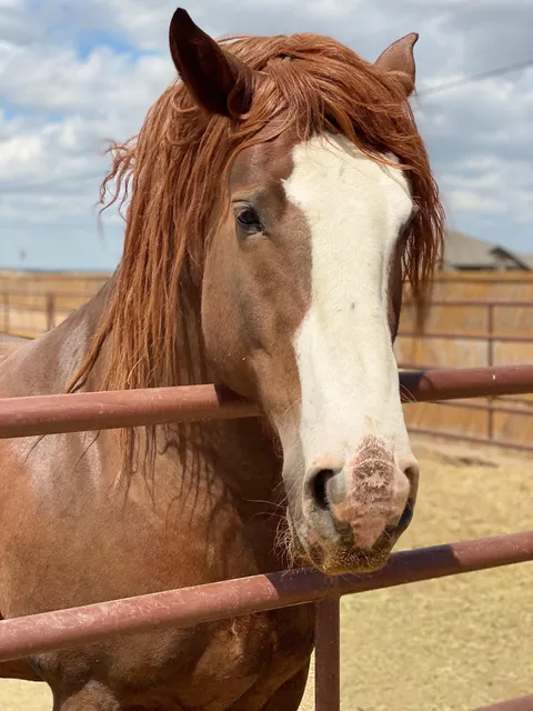 Timber Creek Veterinary Hospital (Equine)