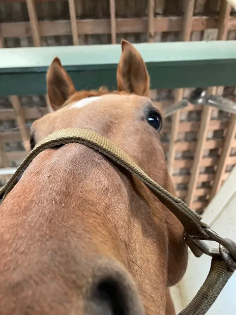 North Texas Equestrian Center - Riding Lessons & Horse Boarding near Dallas, TX