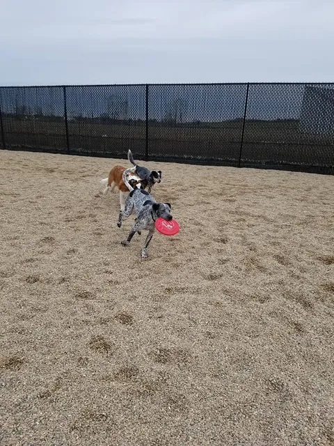 TailWaggers Doggy Daycare