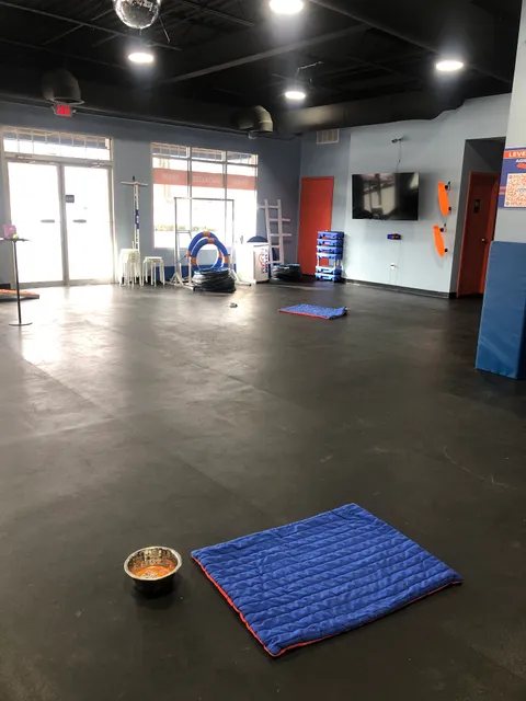 Zoom Room Dog Training