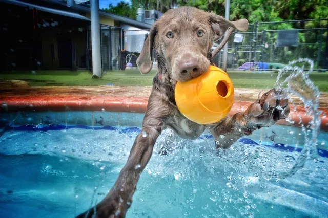 Pet Paradise Lake Norman