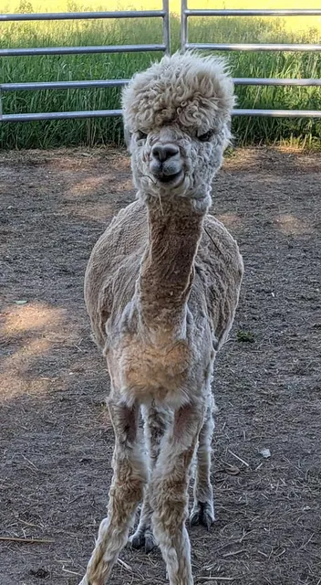 La Fermette Enchantée