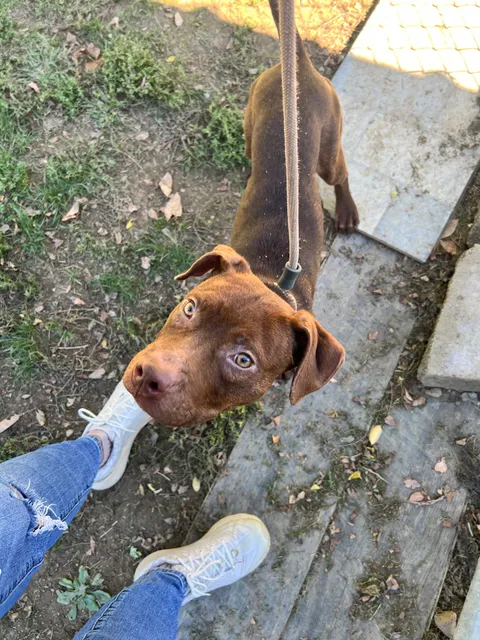 Richland County Dog Warden & Adoption Center