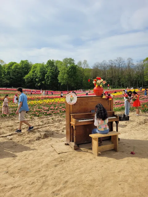 JP Niagara Tulip Experience