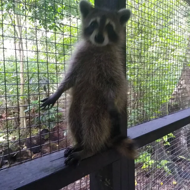 Melina's Wildlife Rehabilitation Center