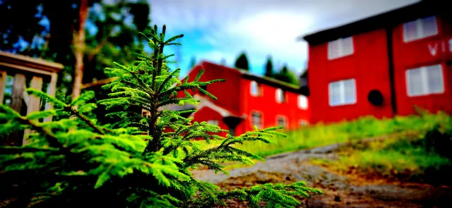 Skogsro Forest Hostel