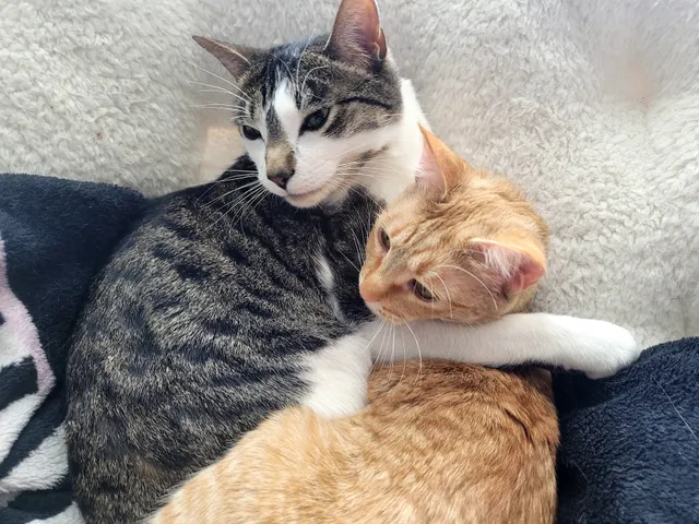 Aurora Animal Shelter