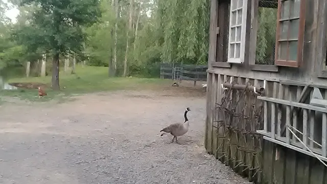 Cluckin A Critter Farm LLC