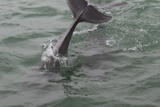 Fins to Feathers Dolphin Tours