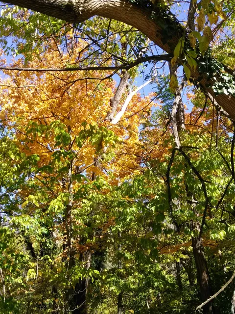 Rawson Woods Nature Preserve