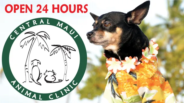 Central Maui Animal Clinic