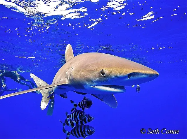 Kona Diving EcoAdventures