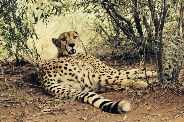 Marakele Animal Sanctuary