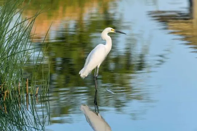 Gilbert Regional Park