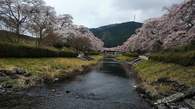 Ayukawa no Senbonzakura