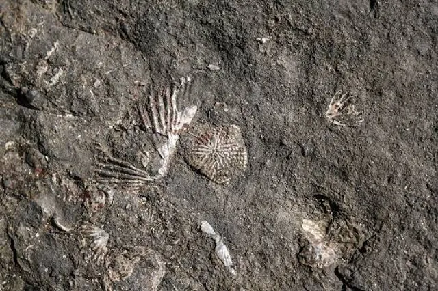 Gondwana Coast Fossil Walk