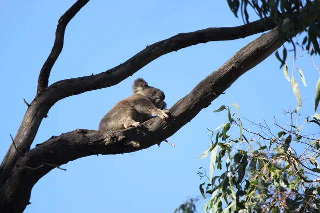Koala picnic area