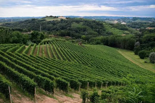 Alba Vineyard & Winery