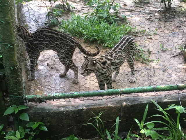 El Socorro Centre For Wildlife Conservation