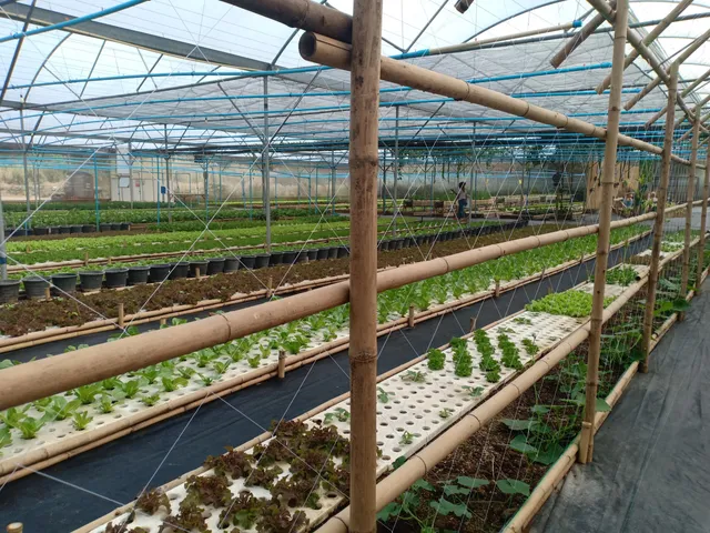 สวนผักปากช่อง