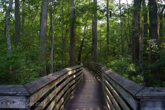 Bald Cypress Trail
