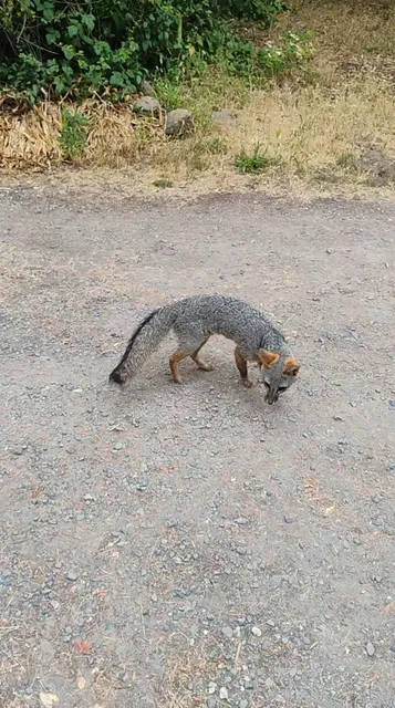Forgotten Felines of Sonoma County