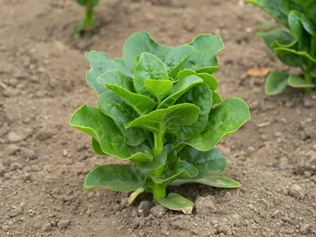 Museo de la Industria Harinera de Castilla y León