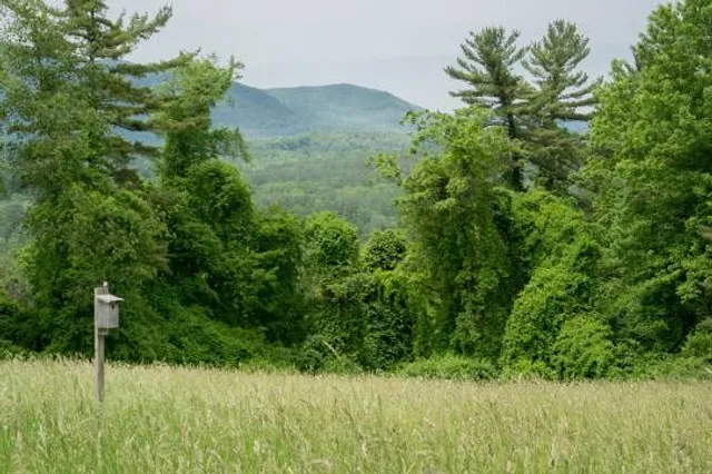 Mountain Meadow Preserve