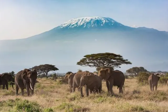 Mount Kenya Wildlife Conservancy