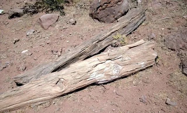 Tronco Fósil de Igea