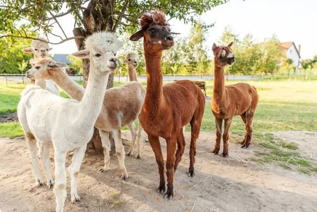 Zoo Lubin - Nature Education Center