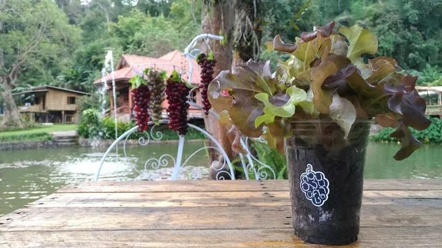 สวนองุ่นนิศาชล