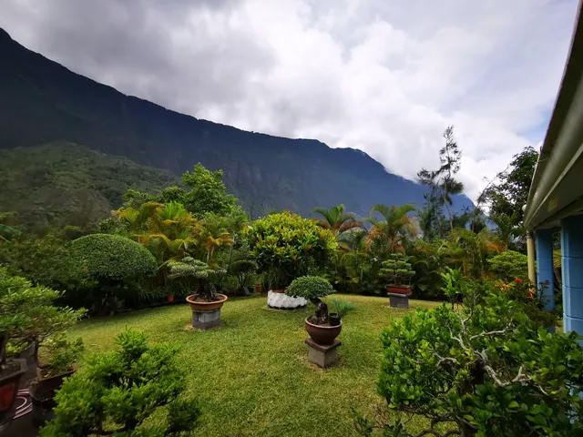 Palmiste Rouge Bonzaï