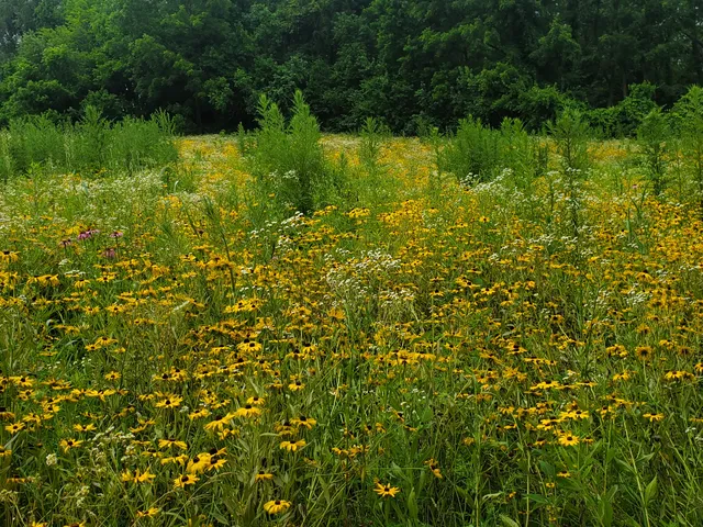Infirmary Mound Park