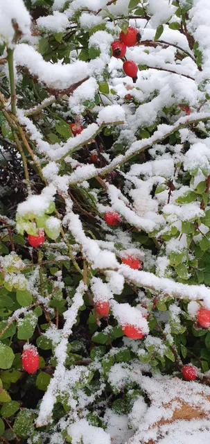 Linköpings Koloniträdgårdar