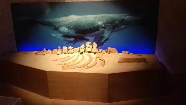 Civico Museo del Mare di Tropea (MuMaT)