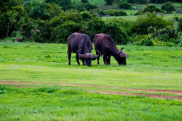 Schotia Safaris Private Game Reserve