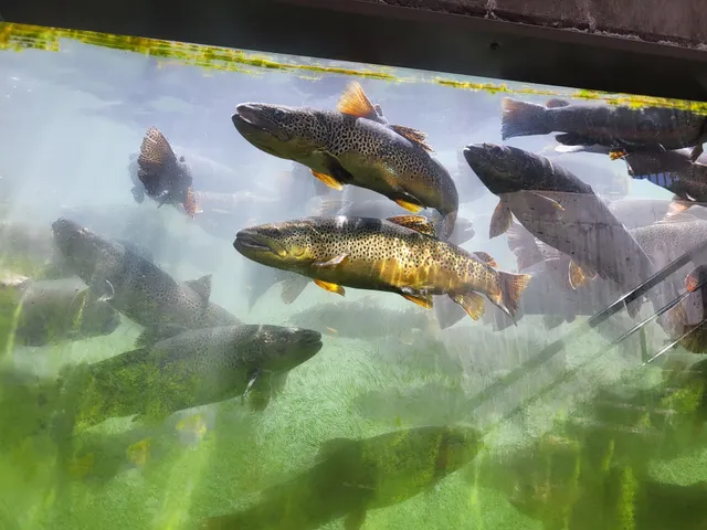 D.C. Booth Historic National Fish Hatchery And Museum