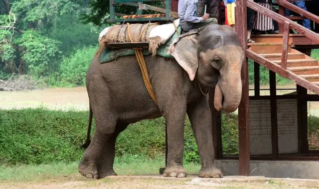 Elephant Joy | The best elephant sanctuary in India