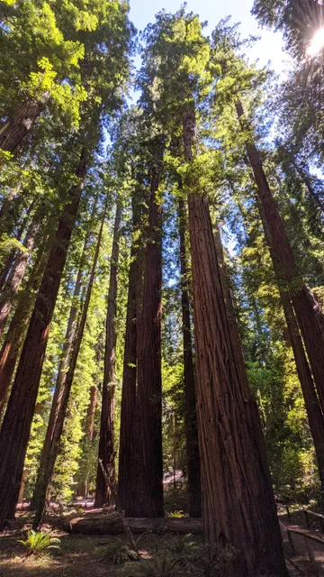 Richardson Grove State Park