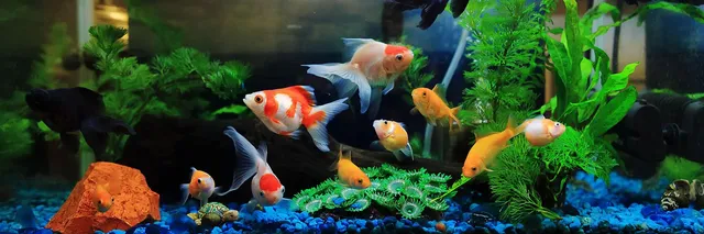 K D Fish Aquarium