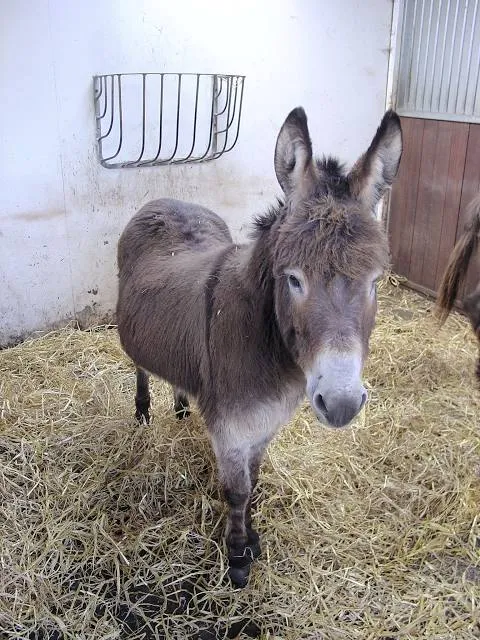 Cefn Mably Farm Park