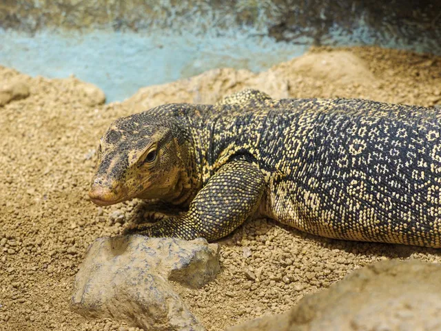 Museo de Ecología de Reptiles