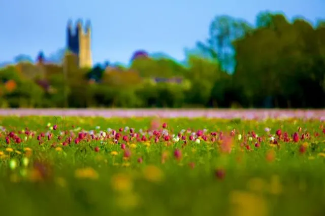 North Meadow, Cricklade